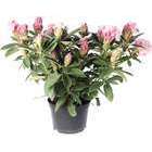 Rhododendron x 'Docteur Schweitzer' : H 40/50 cm, ctr 7 litres